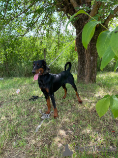 Zdjęcie №3. Młody pies Doberman Pinczer. Serbia