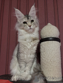 Zdjęcie №3. Gdziekolwiek Theo się pojawi, pokój podąża za miłością owiniętą w futro.. Włochy