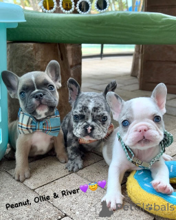 Zdjęcie №1. buldog francuski - na sprzedaż w Pięć świni | negocjowane | Zapowiedź №158235