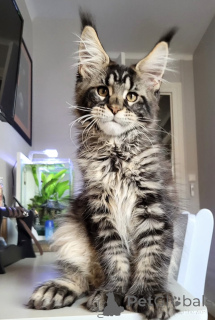 Zdjęcie №1. maine coon - na sprzedaż w Latający | 13439zł | Zapowiedź № 174785