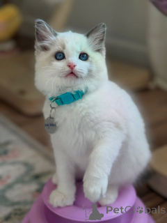 Zdjęcie №1. ragdoll - na sprzedaż w Venlo | negocjowane | Zapowiedź № 170647