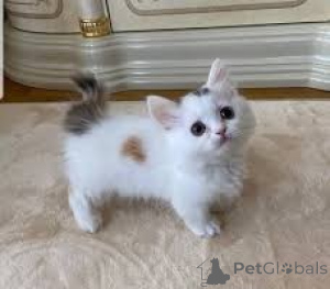 Zdjęcie №3. Chatons Munchkin do sprzedaży. Belgia