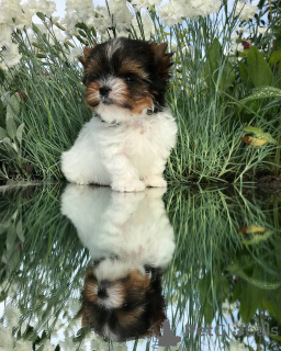 Zdjęcie №2 do zapowiedźy № 143782 na sprzedaż  yorkshire terrier - wkupić się USA hodowca