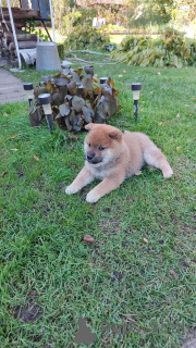 Zdjęcie №2 do zapowiedźy № 155347 na sprzedaż  shiba - wkupić się Federacja Rosyjska prywatne ogłoszenie