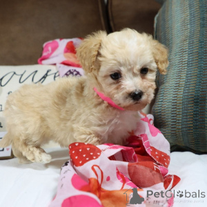 Zdjęcie №1. maltipu - na sprzedaż w Hamburg | 4305zł | Zapowiedź №150169