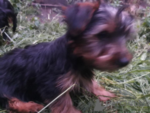 Zdjęcie №2 do zapowiedźy № 132161 na sprzedaż   - wkupić się Szwajcaria 