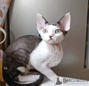 Zdjęcie №4. Sprzedam devon rex w Indianapolis.  - cena - 1188zł