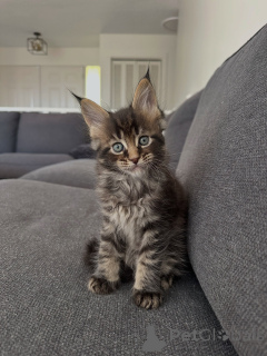 Zdjęcie №1. maine coon - na sprzedaż w Monachium | negocjowane | Zapowiedź № 177804