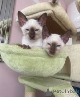 Zdjęcie №3. Siamkatzenbabys zu verkaufen. Austria