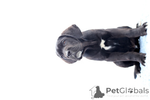 Zdjęcie №3. Catanuta Damian. Rumunia