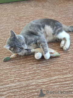 Zdjęcie №3. May, srebrno-dymiąca kotka, szuka swojego domu. Federacja Rosyjska