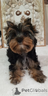 Zdjęcie №3. Йорка Бусинка. Turcja