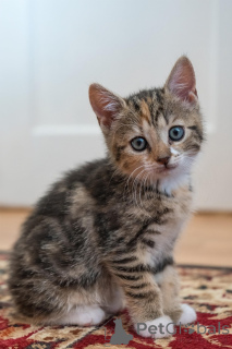 Zdjęcie №3. Chatons Européens à Poil Court do sprzedaży. Belgia