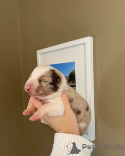Zdjęcie №1. border collie - na sprzedaż w Alabama | 1622zł | Zapowiedź №173954
