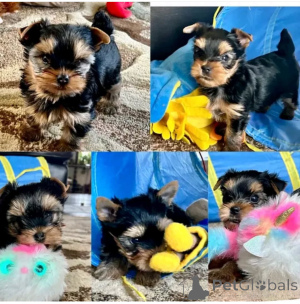 Zdjęcie №1. yorkshire terrier - na sprzedaż w Aschaffenburg | negocjowane | Zapowiedź №137623