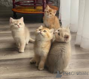 Zdjęcie №1. kot brytyjski krótkowłosy - na sprzedaż w Espoo | 2392zł | Zapowiedź № 166941