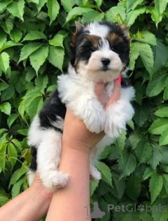 Zdjęcie №1. pies nierasowy - na sprzedaż w Dettenheim | negocjowane | Zapowiedź №162796