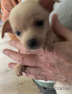 Zdjęcie №1. pies nierasowy - na sprzedaż w Bergen Op Zoom | negocjowane | Zapowiedź №166930