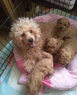 Zdjęcie №2 do zapowiedźy № 138920 na sprzedaż  pudel (krasnolud) - wkupić się Gruzja prywatne ogłoszenie