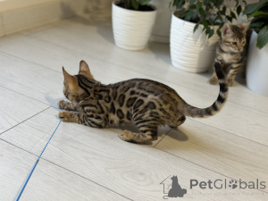 Zdjęcie №3. Wspaniały bengalski chłopak. Belgia