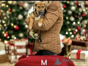 Zdjęcie №2 do zapowiedźy № 126805 na sprzedaż  pies nierasowy - wkupić się Federacja Rosyjska prywatne ogłoszenie