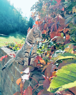 Zdjęcie №2 do zapowiedźy № 158220 na sprzedaż  kot europejski krótkowłosy - wkupić się Niemcy hodowca