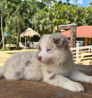 Zdjęcie №4. Sprzedam border collie w Monachium. hodowca - cena - negocjowane