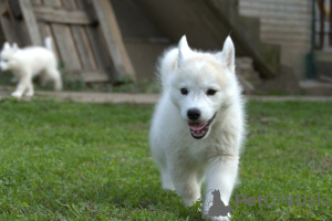 Zdjęcie №4. Sprzedam husky syberyjski w Belgrad. hodowca - cena - negocjowane