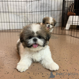 Zdjęcie №4. Sprzedam shih tzu w Illinois City.  - cena - 2773zł