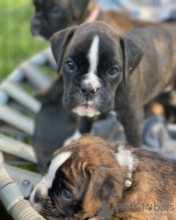 Zdjęcie №4. Sprzedam bokser w Melbourne. prywatne ogłoszenie - cena - 3304zł