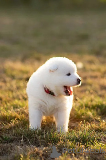 Zdjęcie №4. Sprzedam samojed (rasa psa) w Kalisz. hodowca - cena - 3000zł