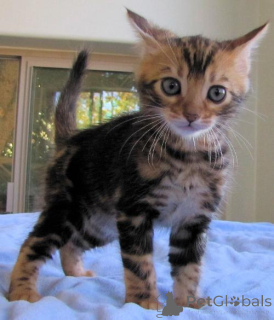Zdjęcie №3. Kocięta bengalskie. Niemcy