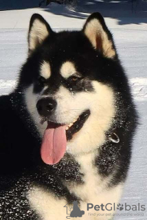 Zdjęcie №4. Sprzedam alaskan malamute w Šid.  - cena - negocjowane