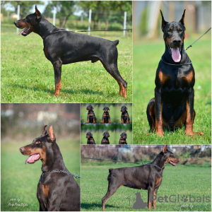 Zdjęcie №1. doberman - na sprzedaż w Loznica | negocjowane | Zapowiedź №103618