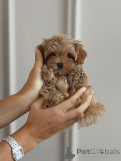 Zdjęcie №3. Urocze szczenięta Maltipoo szukają swoich stałych domów. Niemcy