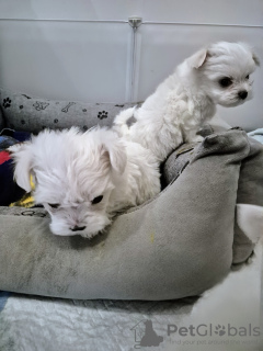 Zdjęcie №2 do zapowiedźy № 133584 na sprzedaż  pies nierasowy - wkupić się Polska prywatne ogłoszenie