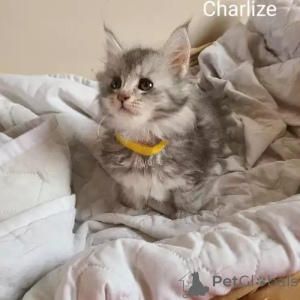 Zdjęcie №1. maine coon - na sprzedaż w Affalterbach | 1818zł | Zapowiedź № 167247