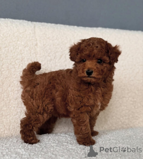 Zdjęcie №2 do zapowiedźy № 143524 na sprzedaż  pies nierasowy - wkupić się USA hodowca