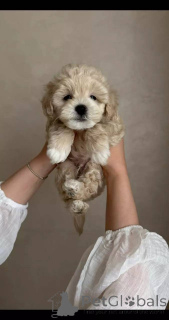 Zdjęcie №2 do zapowiedźy № 154869 na sprzedaż  maltipu - wkupić się Niemcy hodowca