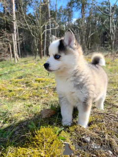 Zdjęcie №3. Pomsky przez Pomeranian i Husky. Niemcy