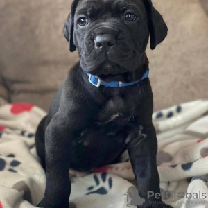 Zdjęcie №1. cane corso - na sprzedaż w Berlin | negocjowane | Zapowiedź №23914