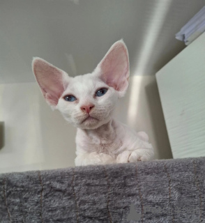 Zdjęcie №1. devon rex - na sprzedaż w Odeenthal | 1674zł | Zapowiedź № 174774