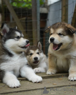 Zdjęcie №1. husky syberyjski - na sprzedaż w Moskwa | 26zł | Zapowiedź №155215