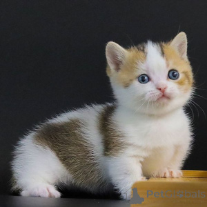 Zdjęcie №1. munchkin - na sprzedaż w Kolonia | 1196zł | Zapowiedź № 155935