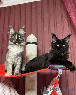 Zdjęcie №1. maine coon - na sprzedaż w Miasto Londynu | negocjowane | Zapowiedź № 160673