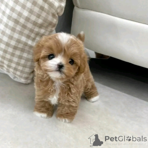 Zdjęcie №1. maltipu - na sprzedaż w Berlin | 1435zł | Zapowiedź №137138