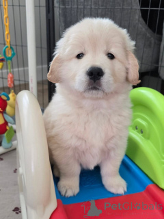 Zdjęcie №1. golden retriever - na sprzedaż w Cholargos | negocjowane | Zapowiedź №170904