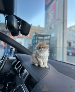 Zdjęcie №3. Piękne kocięta szkockie zwisłe z okrągłymi twarzami i dużymi oczami. Niemcy