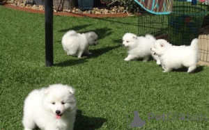 Zdjęcie №2 do zapowiedźy № 167514 na sprzedaż  szpic japoński - wkupić się Dania prywatne ogłoszenie, hodowca