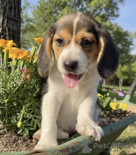 Zdjęcie №1. beagle (rasa psa) - na sprzedaż w El Paso | 2575zł | Zapowiedź №50496
